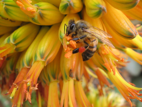 A bee savors the flavor of golden nectar.
